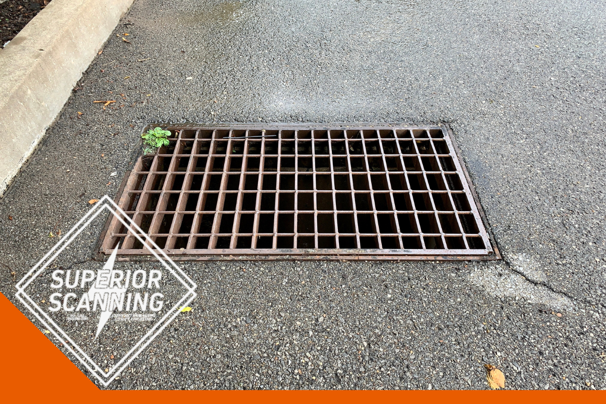 A metal grate covering a storm drain on an asphalt surface, with a small cluster of green plants growing near the edge.